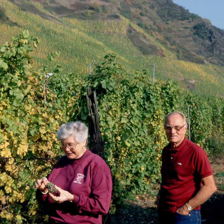 grape vineyard